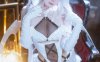 霜月Shimo白色恶魔COS｜演绎Blanc Demon的冷艳与神秘魅力